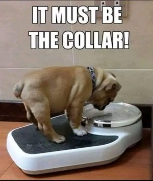 collar.jpg