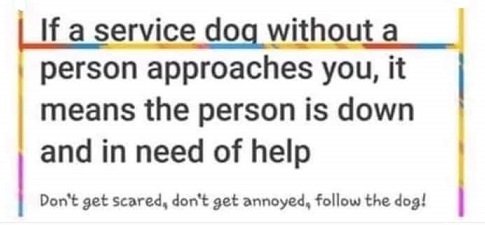 service dog.jpg