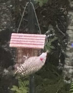 IMG_9968.jpeg