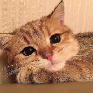 cat 23.jpg
