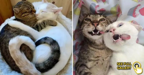 share-funny-two-cats-are-better-than-one.jpeg