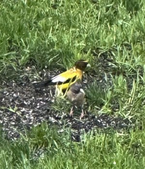 IMG_0017.jpeg