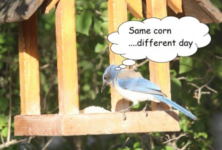 same corn different day.JPG