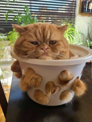 cats061823.jpg