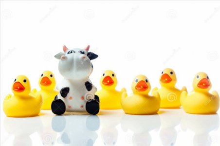cow-group-yellow-rubber-ducks-large-plastic-bathing-toy-kids-isolated-white-background-reflect...jpg