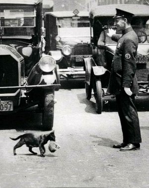 trafficstoppedforcat.jpg