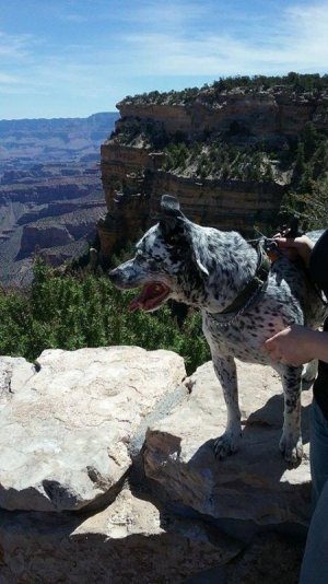 Apollo Grand Canyon.jpg