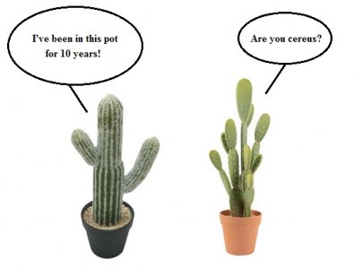 cacti.jpg