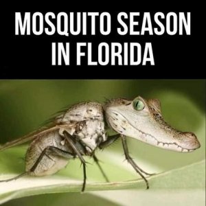 mosquito.jpg