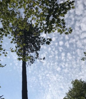 IMG_0527.jpeg