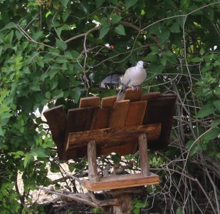 dove.jpg