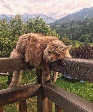 cat post.jpg