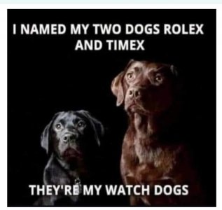 dogs email.jpg