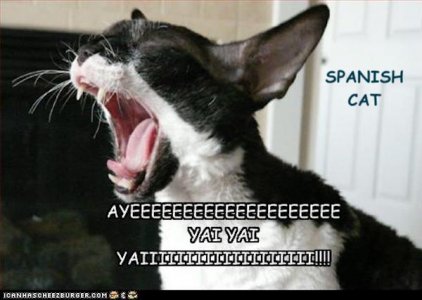 Span Cat copy.jpg