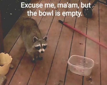 coon lol.jpg