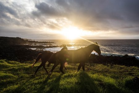 horse-4388203_1280.jpg