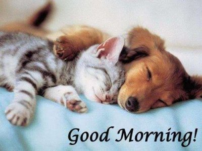 good-morning-animals.jpg