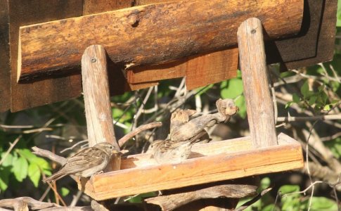 house finches.JPG