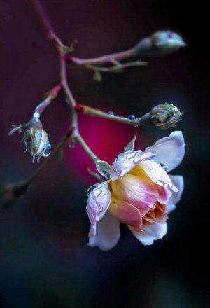 tumblr_090be8aebda3d692632160f421ea598e_db67ee54_640.jpg