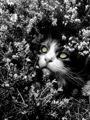 tumblr_fb4a8c0e714fda58f6857aa52bcd6019_b5ff6022_640.jpg
