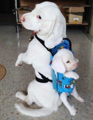 puppybackpack.jpg