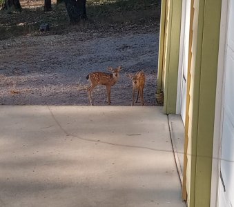Twin fawns by garage.jpg