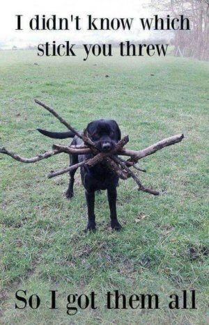 dogs062723.jpg