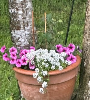 IMG_0198.jpeg