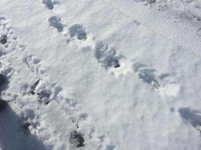 wolf tracks.jpg