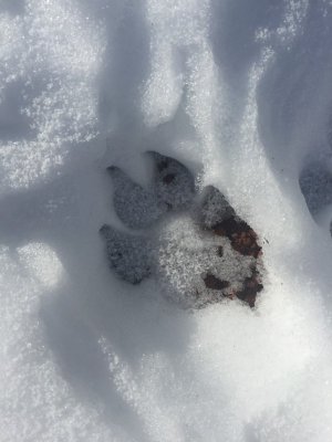 wolf print.jpg