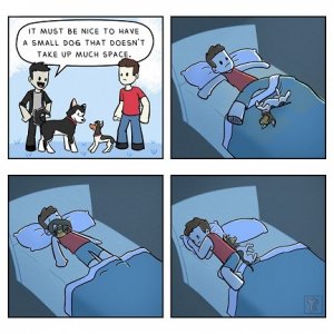 small dog.jpg
