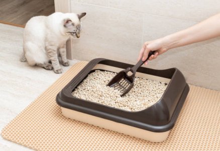 cat shit.jpg