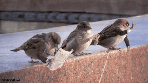 Birds.gif