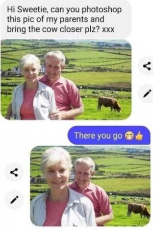 cow.jpg