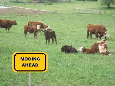 mooing.jpg