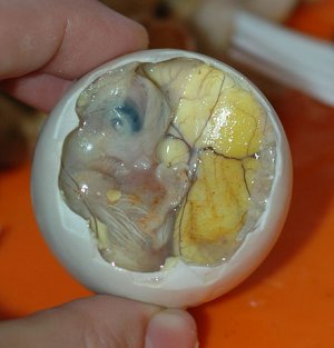 440px-Inside_a_Balut_-_Embryo_and_Yolk.jpg 440px-Inside_a_Balut_-_Embryo_and_Yolk.jpg