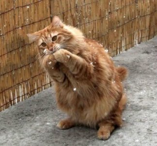 Harmonica @.jpg