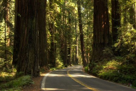 Redwoods Drive.jpg