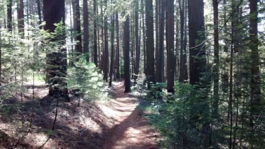 Hiking in Boggs Forest.jpg