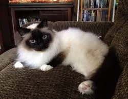 Lulabelle.jpg Lulabelle.jpg