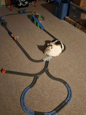 cat train joke.jpg