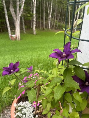 IMG_0351.jpeg