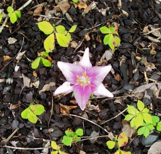pink flower.jpg