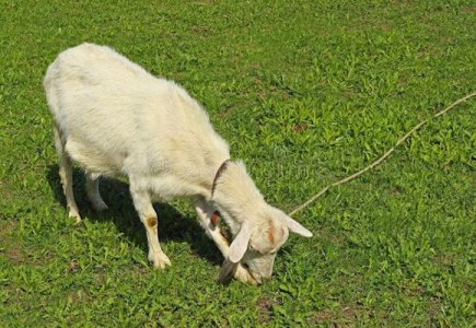 Mower @.jpg