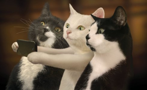 catsselfie.jpg