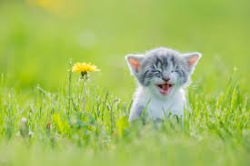 cute cat.jpg