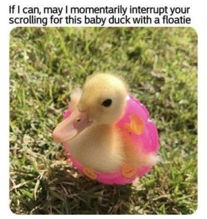 animals2.jpg