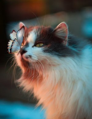 cat-butterfly.jpg