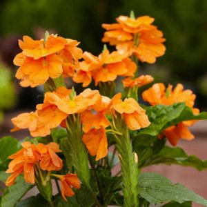 Crossandra-Red-Plant-Kanakambaram-2.jpg