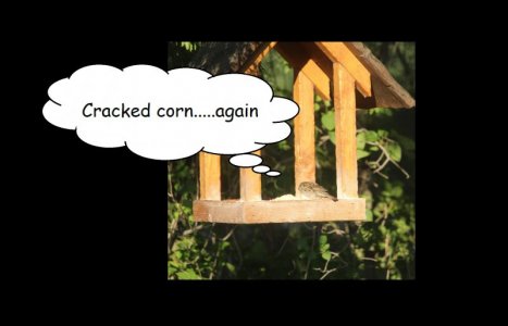 cracked corn.jpg